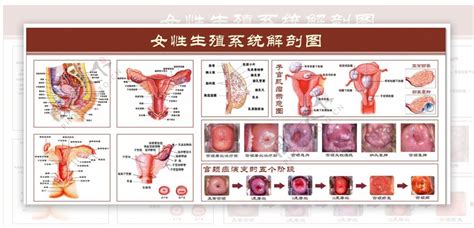 陰蒂|女性生理特徵及發育 